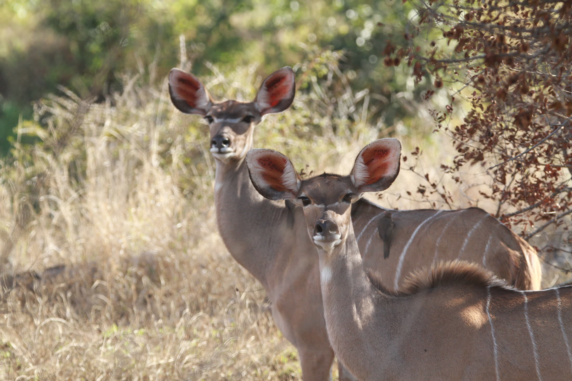 'n Kudu-koei en haar kalfie kyk gerus in die bosveld